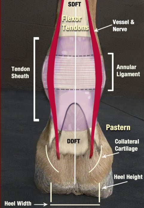 Annular Ligament Injury in Horses: A Comprehensive Guide - CARNOGEL