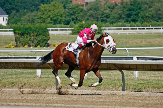 Developing Powerful Horse Muscles With Carnosine - CARNOGEL