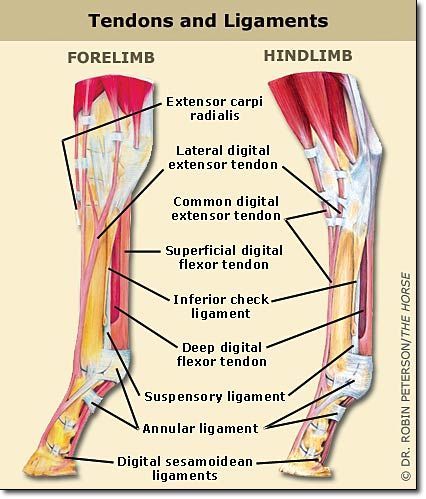 First Signs of Tendon Injury in Horses - CARNOGEL
