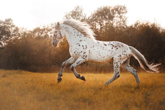 Horse Health Care With Carnosine - CARNOGEL