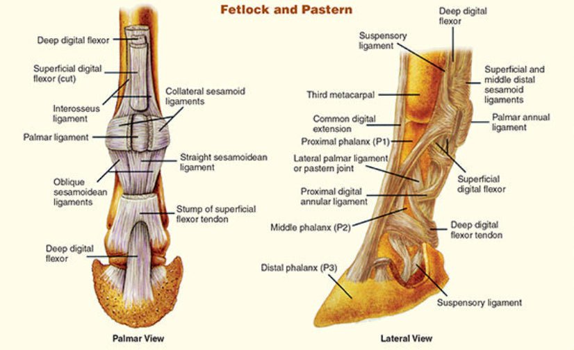 Horse Overreach Injury: A Comprehensive Guide - CARNOGEL