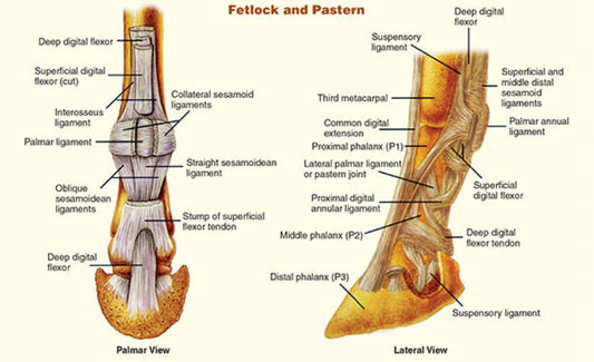 Horse Overreach Injury: A Comprehensive Guide - CARNOGEL
