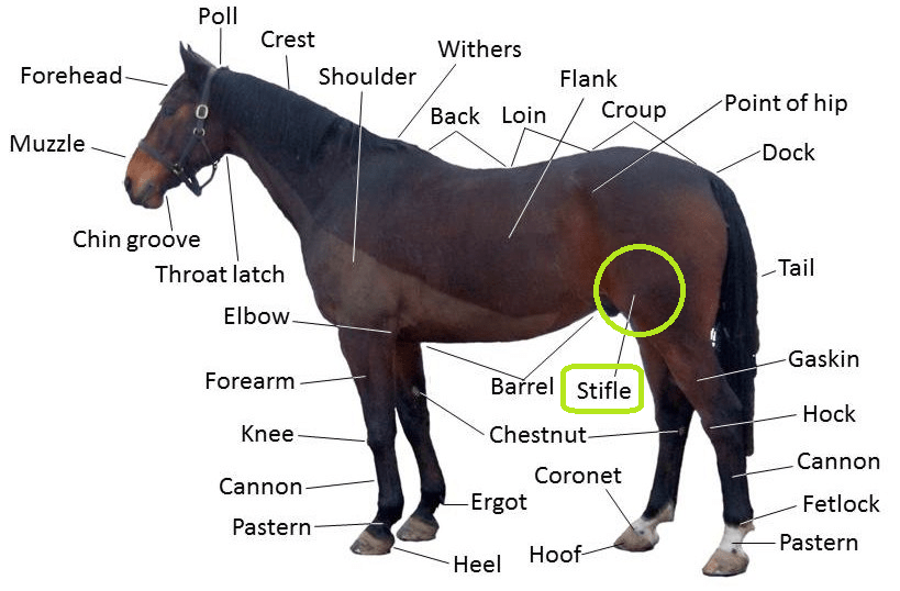 Horse Stifle Injuries - Prevention, Causes, Symptoms, and Treatment - CARNOGEL
