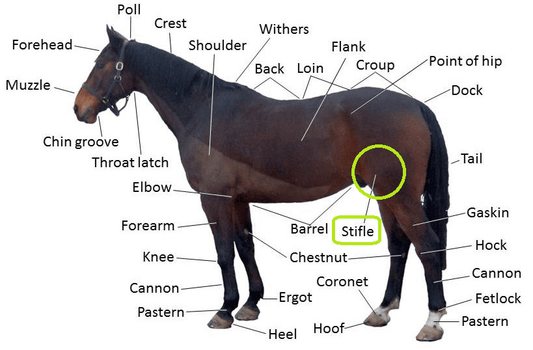 Horse Stifle Injuries - Prevention, Causes, Symptoms, and Treatment - CARNOGEL