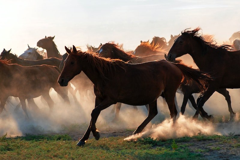 How Long Can a Horse Run? - CARNOGEL