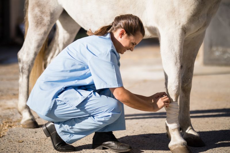 How to Reduce Swelling in a Horse’s Leg: Major Causes and Prevention - CARNOGEL
