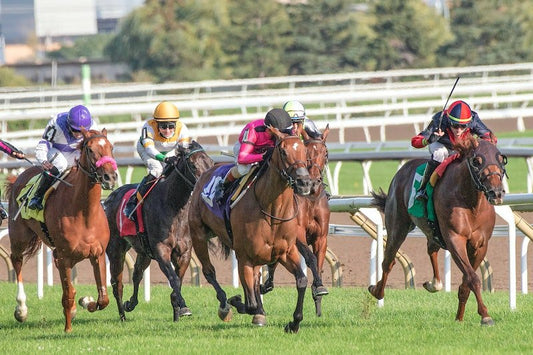 Is Carnosine The Best Supplement For Performance Horses? - CARNOGEL