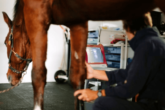 Recovery Time for a Sprained Ankle in Horses: What to Expect - CARNOGEL