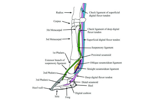 What is the Recovery Rate of a Suspensory Ligament Injury?