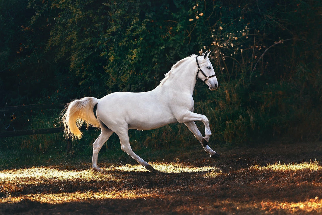 Can a Horse Recover From a Tendon Injury? - CARNOGEL