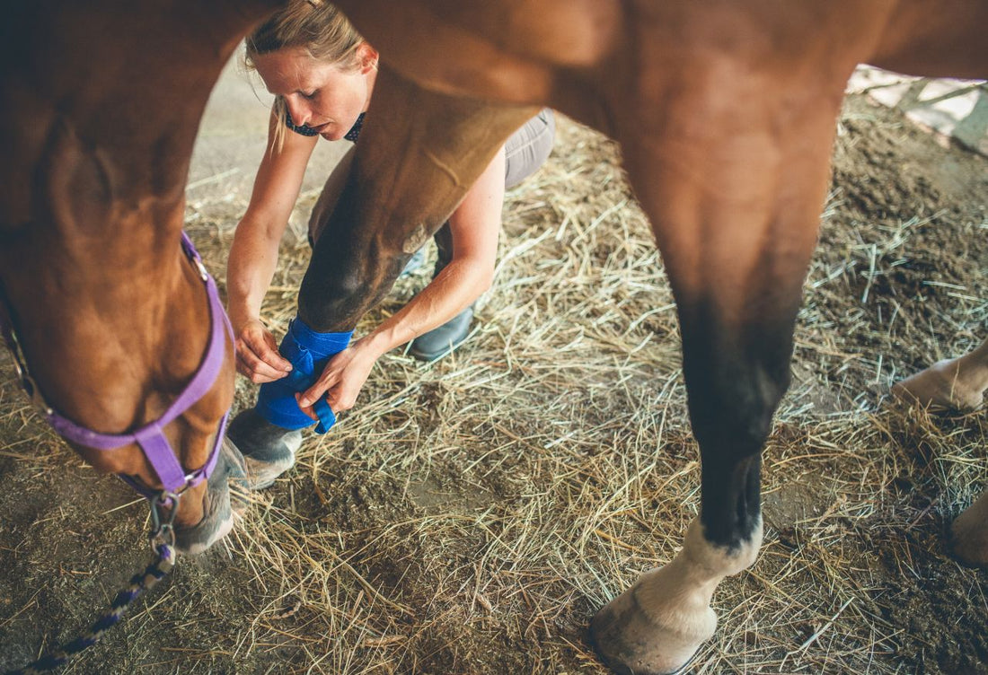 Horse with a Broken Leg – How Can You Aid in Recovery? - CARNOGEL