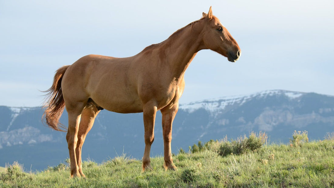 Natural Pain Relief Options for Horses - CARNOGEL