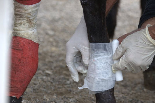 Swollen Leg in Horses – Possible Causes and Recommended Treatment