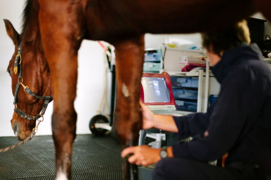 Recovery Time for a Sprained Ankle in Horses: What to Expect