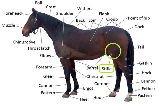 Horse Stifle Injuries - Prevention, Causes, Symptoms, and Treatment