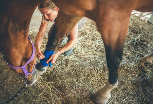 Horse with a Broken Leg – How Can You Aid in Recovery?