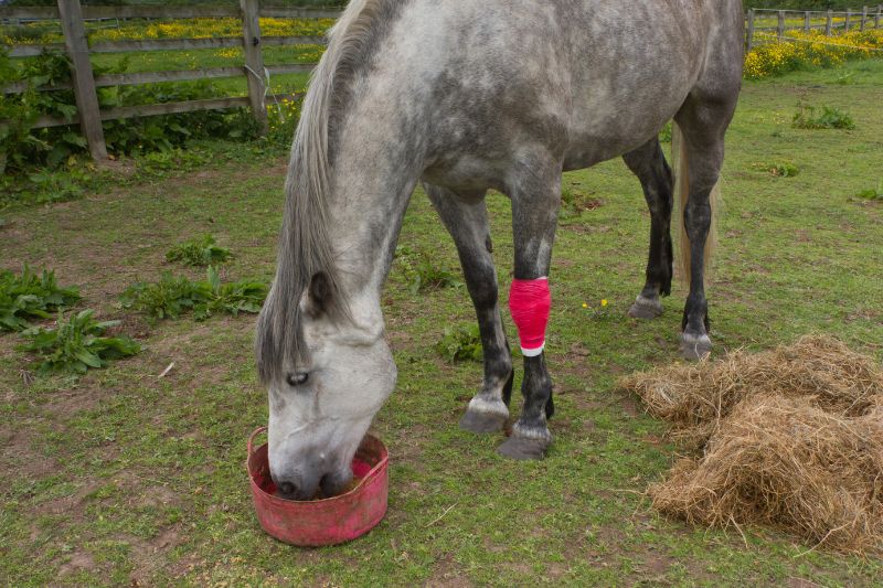 Suspensory Ligament Recovery Success Rate in Horses: What You Need To Know
